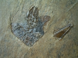 Messel Fledermaus mit super Schädel und Ohr