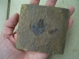 Messel Fledermaus mit super Schädel und Ohr