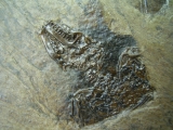 Messel Fledermaus mit super Schädel und Ohr