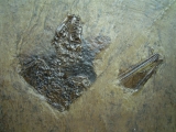 Messel Fledermaus mit super Schädel und Ohr