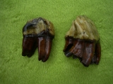 Rhinoceros Zähne - Coelodonta antiquitatis