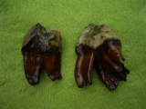 Rhinoceros Zähne - Coelodonta antiquitatis