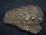 Krokodil Fragment aus Messel
