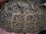 Krokodil Fragment aus Messel