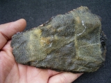 Krokodil Fragment aus Messel