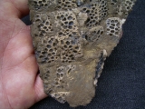 Krokodil Fragment aus Messel