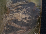 Bird from Messel pit