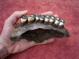 Moose jaw, pleistocene age