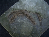 Schlange aus der Grube Messel