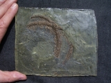 Partial snake, Messel pit