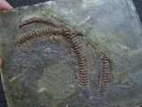 Partial snake, Messel pit