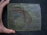 Partial snake, Messel pit