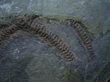 Partial snake, Messel pit