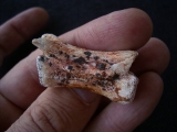 Pterosaur vertebra Azhdarchidae # 2