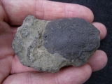 Crab Coeloma balticum