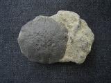 Krabbe Coeloma balticum