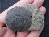 Krabbe Coeloma balticum
