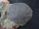 Krabbe Coeloma balticum