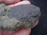 Krabbe Coeloma balticum