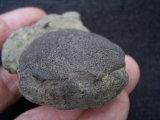Krabbe Coeloma balticum