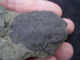 Krabbe Coeloma balticum