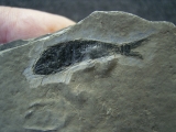 Habroichthys aus der mittleren Trias