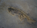 Branchiosaurus aus dem Perm der Pfalz