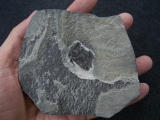 Microbrachius dicki # 4 Rare Placoderm devonian age