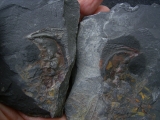 Riesen-Tausendfüßler Arthropleura Segment