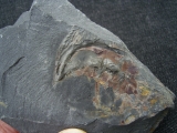 Riesen-Tausendfüßler Arthropleura Segment