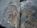 Riesen-Tausendfüßler Arthropleura Segment