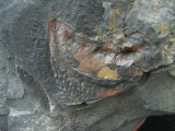 Riesen-Tausendfüßler Arthropleura Segment