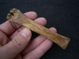 Rangifer tarandus Metacarpale