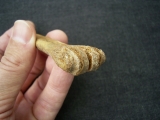 Rangifer tarandus Metacarpale
