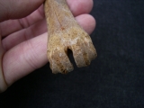 Rangifer tarandus Metacarpale