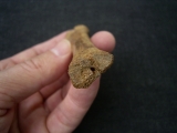 Rangifer tarandus Metacarpale
