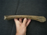 Rothirsch Oberarm-Knochen