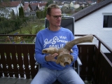 Riesenhisch Schädelteil