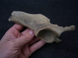 Red deer pelvic bone
