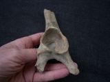 Red deer pelvic bone