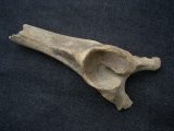 Red deer pelvic bone
