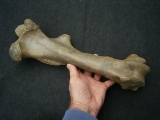 Wild-horse Equus femur bone