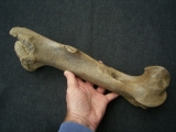 Wild-horse Equus femur bone