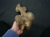 Wild-horse Equus femur bone