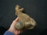 Wild-horse Equus femur bone