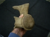 Riesenhirsch Abwurfstange Megaloceros
