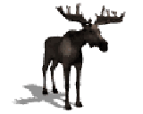 Riesenhirsch Abwurfstange Megaloceros