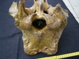 Wollhaar-Nashorn Hinterhaupt Coelodonta antiquitatis