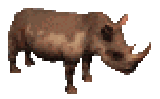 Wollhaar-Nashorn Hinterhaupt Coelodonta antiquitatis
