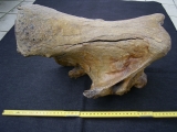 Wollhaar-Nashorn Hinterhaupt Coelodonta antiquitatis